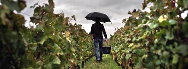 burgundy-harvestWet