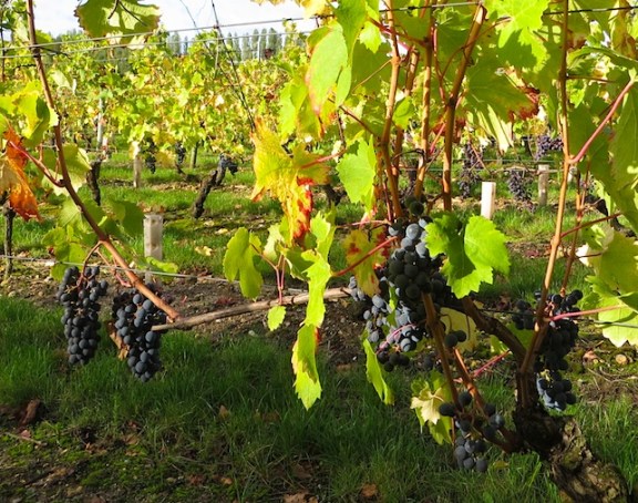 GamayGrapesChenonceau