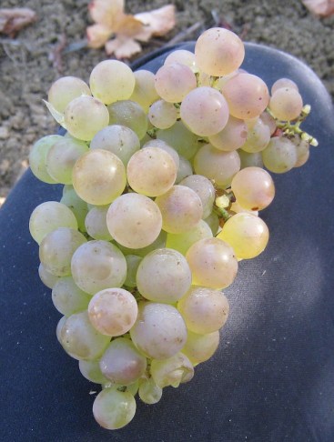 Mauzac grape Limoux France Grappe_de_mauzac_blanc_01