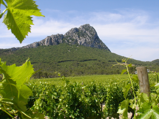 Pic Saint Loup loup3