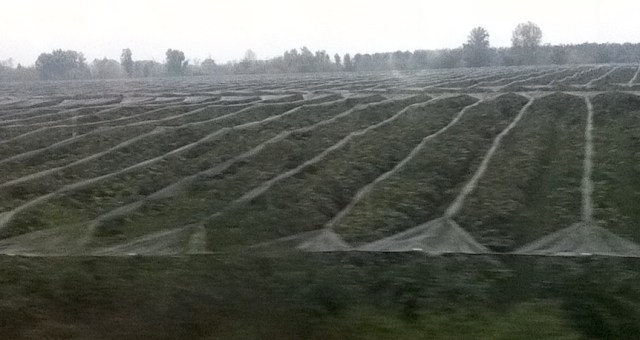 Drenched Vineyards Bordeaux