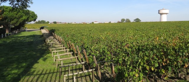 Haut Brion Vine Haut Brion Vine