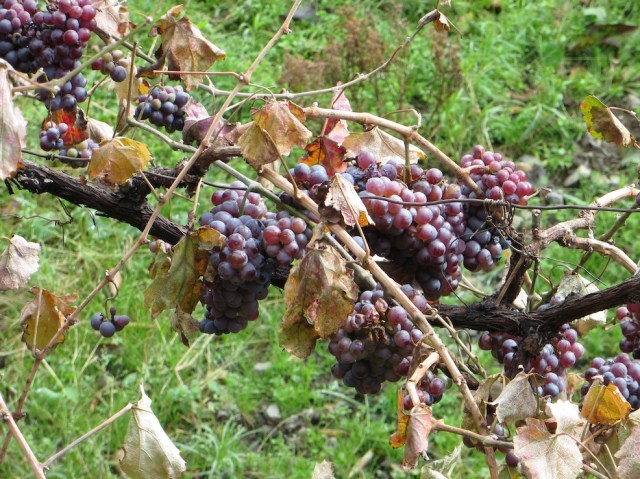 Grapes