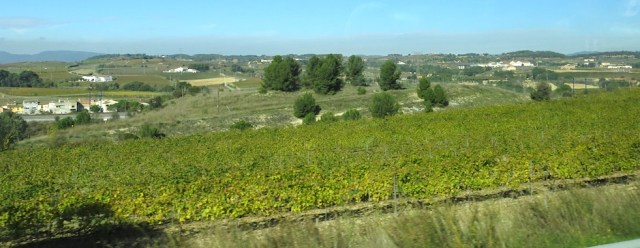 Sleepy rolling vines.