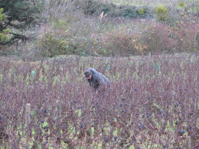 Grumpy French grape grower