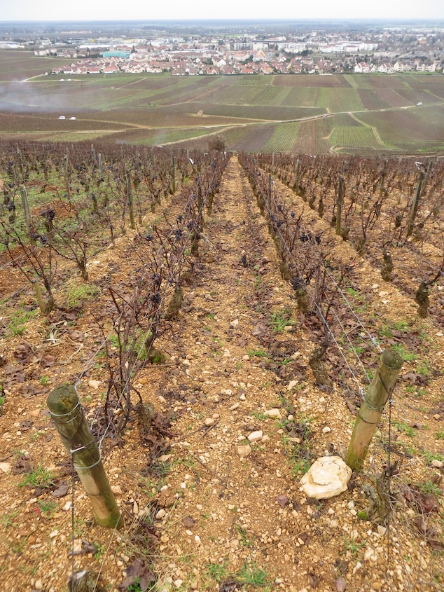 Vineyard Chalk Soil Beaune