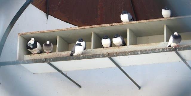 Fancy Pigeons Vienna Schonbrunn