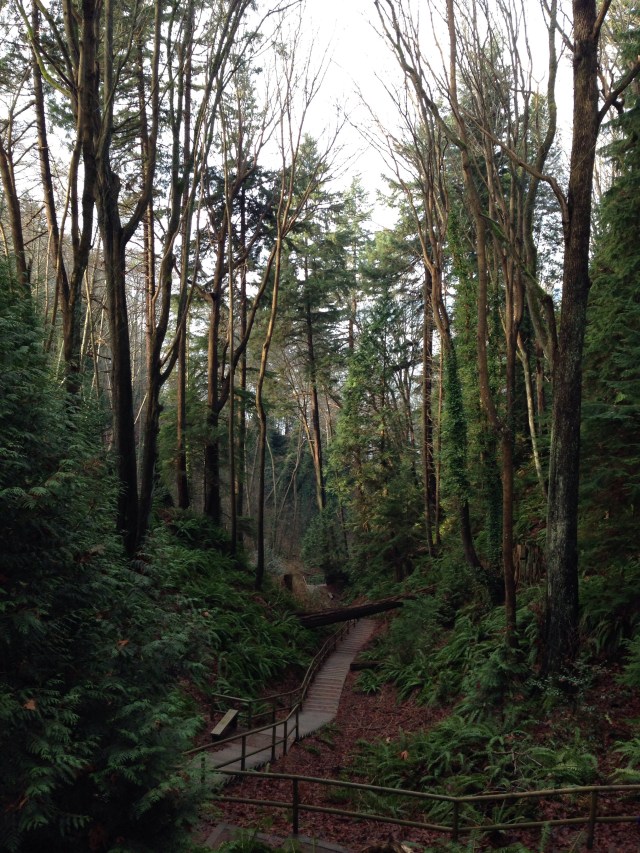 Vancouver ravine