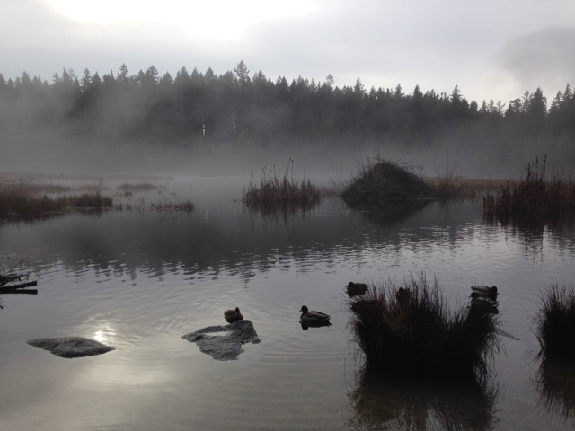 Stanley Park Beaver Pond