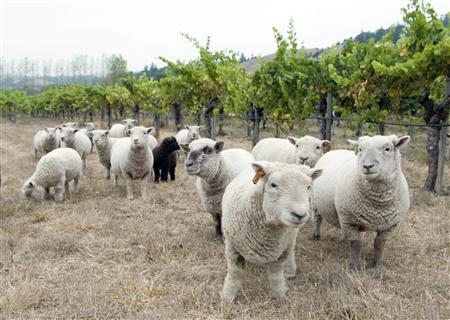 To match Reuters Life! WINE-SHEEP/