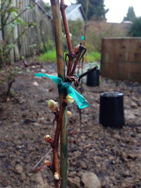 Grape Vines Buds