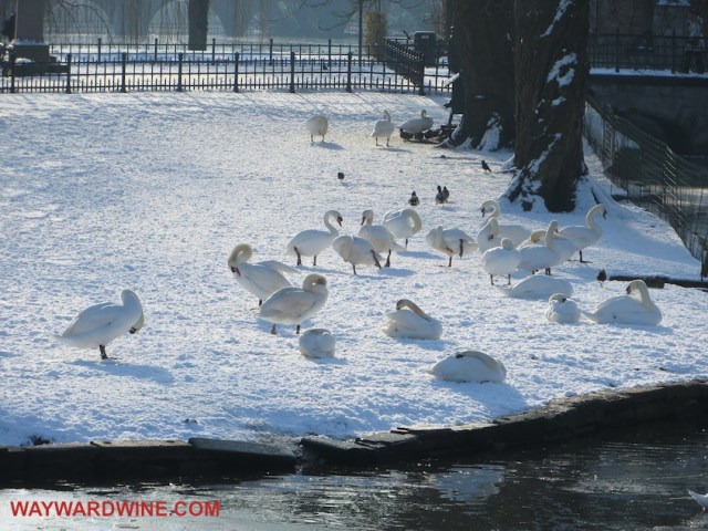 Bruges Belgium Geese