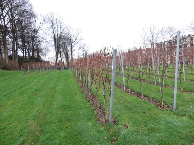 St Peters Abbey Vineyard Ghent