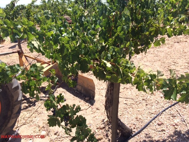 Cab Sauv Vines Fratelli Perata