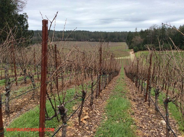 Howell Mountain Lokoya Vineyard