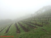 Newton Vineyard Fog Vineyards