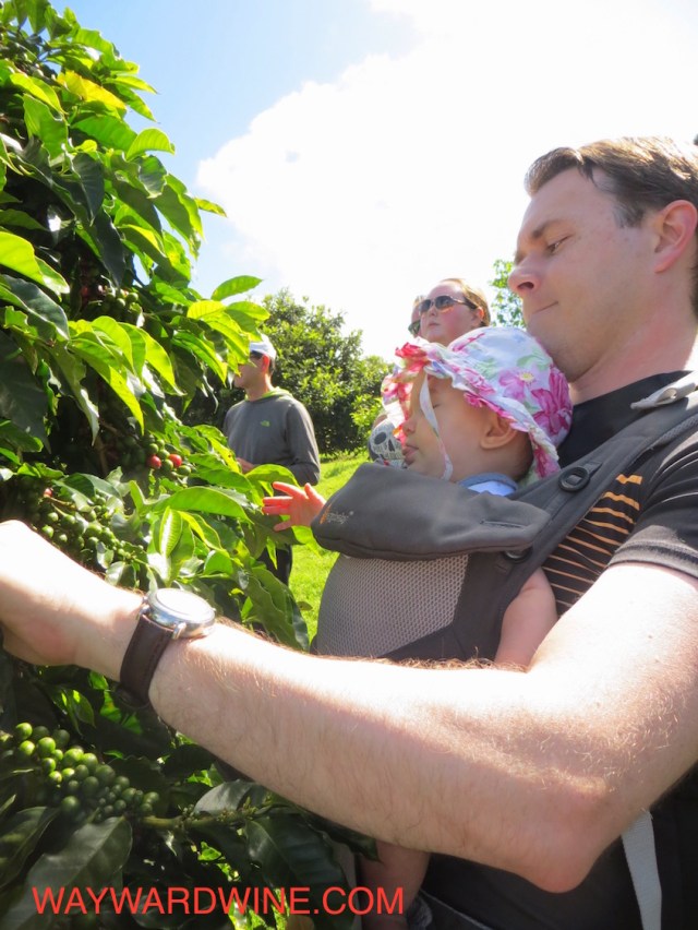 Dad Baby Coffee Farm