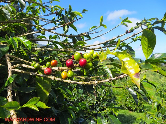 RED CAUTAI Coffee bean OO