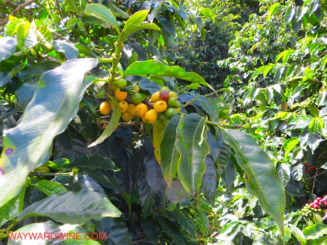 Yellow Cattura coffee bean
