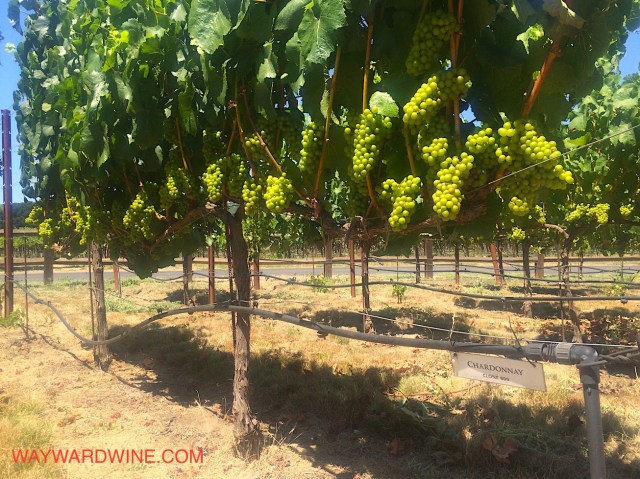 Trefethen Vines Chardonnay